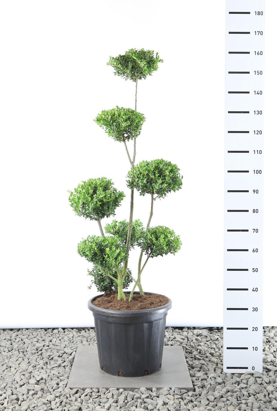 Ilex crenata 'Green Hedge' - 125-150 CM Multiplateau EXTRA in Cont.